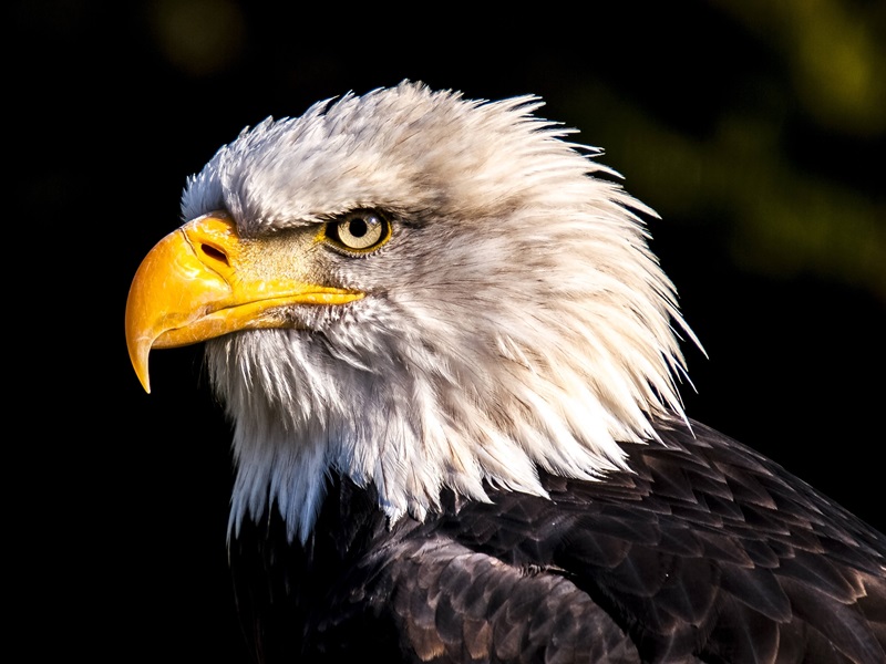 A close-up of a bald eagle with sharp, intense eyes, a bright yellow beak, and white feathers contrasting against its dark body, set against a dark background.