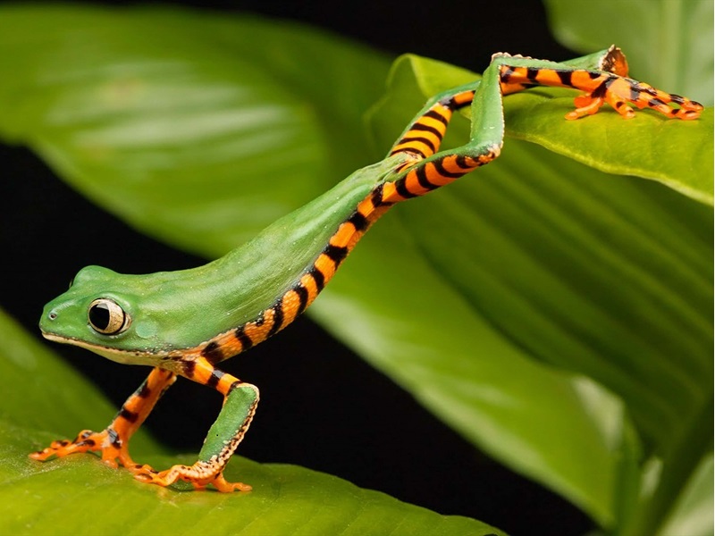A vibrant green frog with striking orange and black striped legs stretches gracefully across two green leaves in a lush environment.