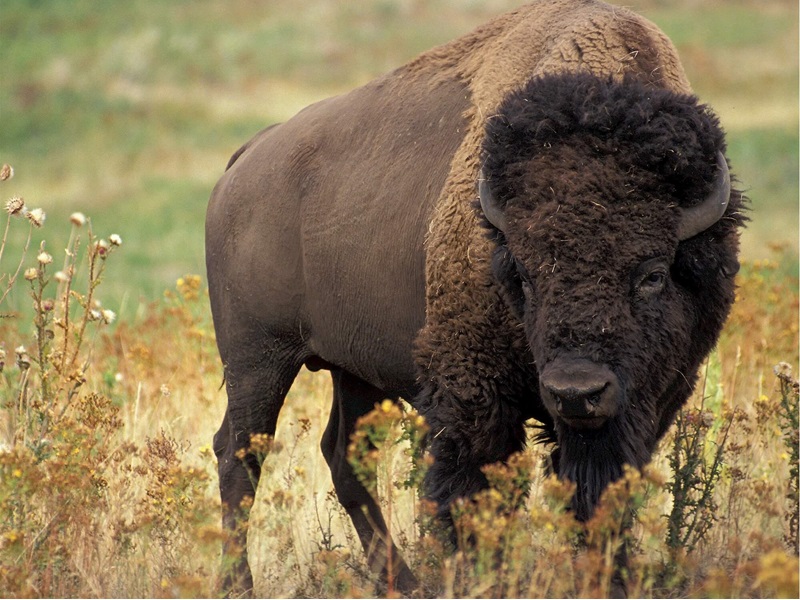 A large bison stands in a grassy field, its thick, dark fur and massive build emphasized by the surrounding wildflowers and vegetation.