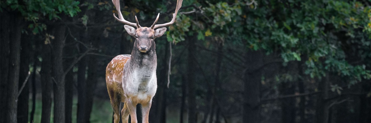 A fallow deer with large antlers stands alert in a forest clearing, surrounded by dense, green foliage.
