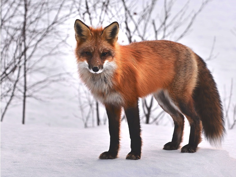 A red fox with a vibrant orange coat, white underbelly, and black legs stands alert on a snowy landscape, with bare trees visible in the background.