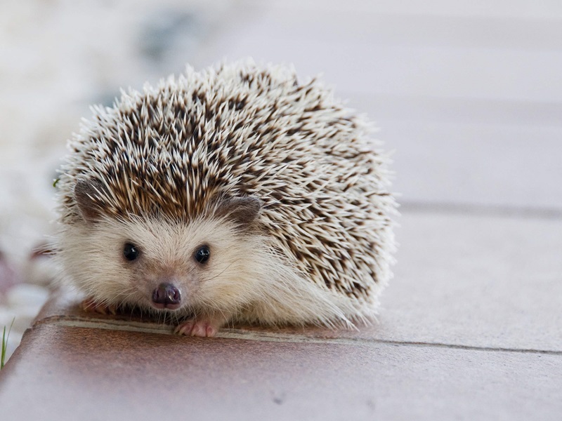 A small hedgehog with a spiky coat and curious eyes sits on a tiled surface, its tiny paws resting near the edge.