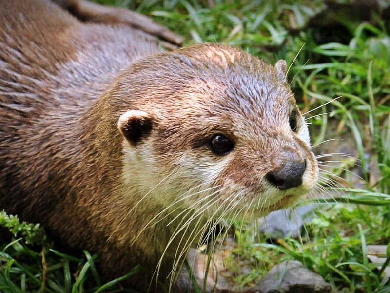 A curious otter with shiny, wet fur and bright eyes rests on a patch of green grass, its whiskers prominently visible.