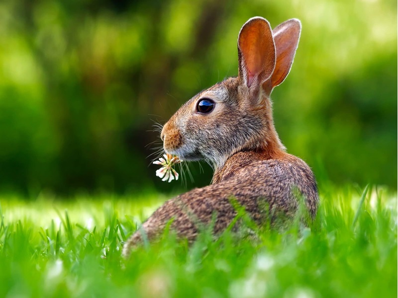 A brown rabbit sits in a lush green meadow, holding a small white flower in its mouth, with sunlight softly illuminating its fur and vibrant surroundings.