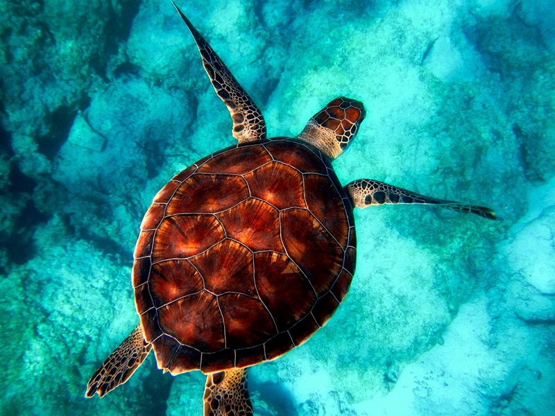 A sea turtle with a beautifully patterned shell swims gracefully in clear turquoise water, with the ocean floor visible below.