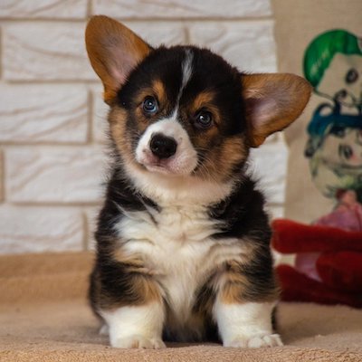 Corgi puppy with big ears, looking up with curiosity.