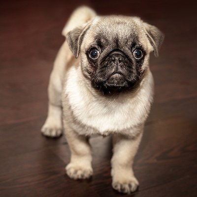 Pug puppy standing with a small, wrinkled face and big eyes.