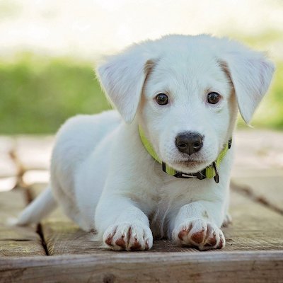 White puppy with a green collar, lying down with a curious expression.